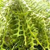 Cryptocereus_anthonyanus_Selenicereus_anthonyanus_1
